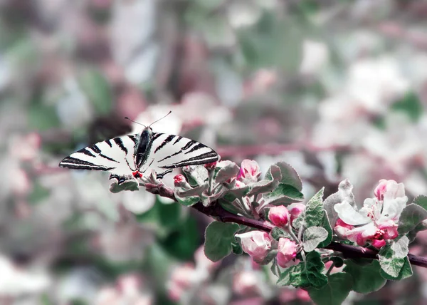 Lente Achtergrond Mooie Vlinder Zit Een Tak Van Een Bloeiende — Stockfoto