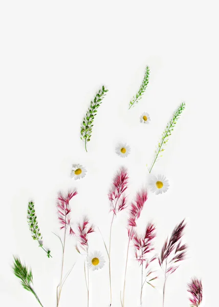 Blütenkomposition Kamille Und Feldkräuter Auf Weißem Hintergrund Flache Lage Kopierraum Stockfoto