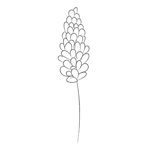 Ανοιξιάτικο Λουλούδι Στοιχείο Ζωγραφισμένο Στο Χέρι Διάνυσμα — Διανυσματικό Αρχείο