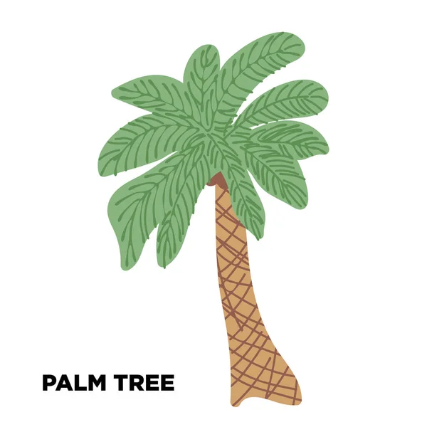 Palmera Palma Dibujada Mano Aislada Blanco Ilustración Vectorial — Vector de stock