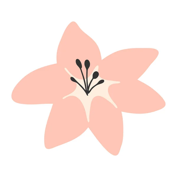 Flor Lily Flor Lírio Desenhada Mão Isolada Branco Ilustração Vetorial —  Vetores de Stock