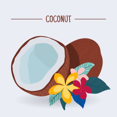 Frengipani çiçekli hindistan cevizi, plumeria. Vektör illüstrasyonu