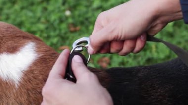 Tasmayı köpek tasmasına bağlayıp köpekle yürüyüşe çıkmaya hazırlanıyorum.