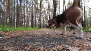Kız köpekle Beagle Sonbahar Park yürüyüş 