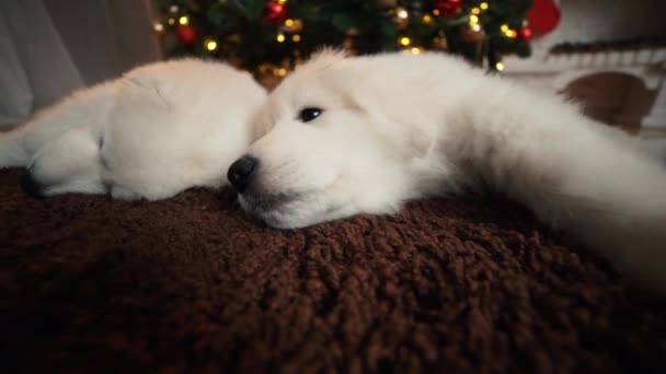 Schöne Weiße Hundewelpen Schlafen Unter Dem Weihnachtsbaum — Stockvideo