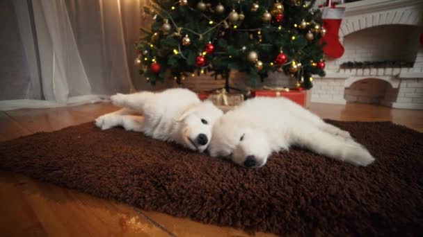 Bellissimi Cuccioli Cane Bianco Che Dormono Sotto Albero Natale — Video Stock