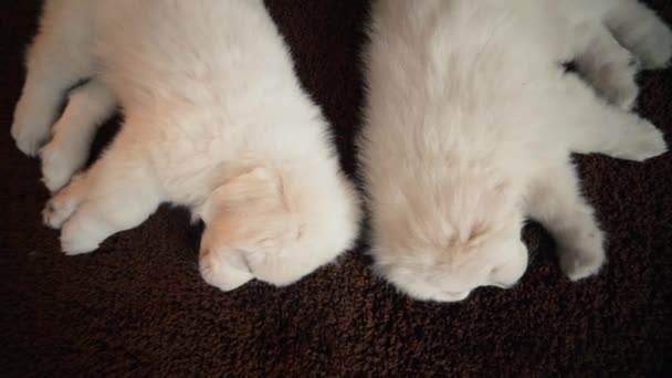 Hermosos Cachorros Perro Blanco Durmiendo Bajo Árbol Navidad — Vídeo de stock