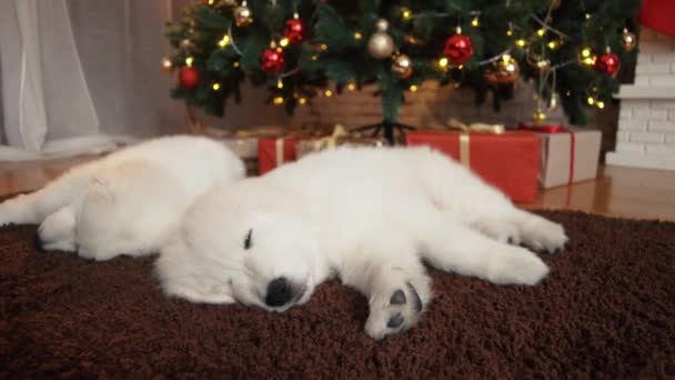 Mooie Witte Hond Pups Slapen Onder Kerstboom — Stockvideo
