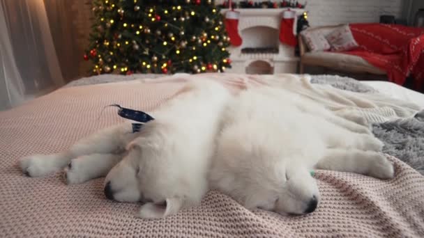 Hermosos Cachorros Blancos Árbol Navidad — Vídeos de Stock