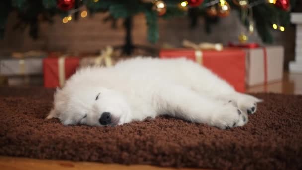 Mooie Witte Pups Bij Kerstboom — Stockvideo