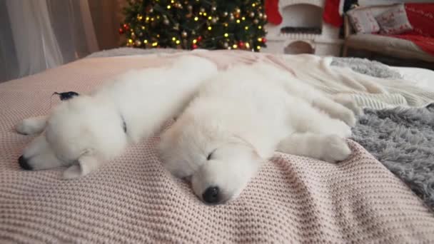 Hermosos Cachorros Blancos Árbol Navidad — Vídeo de stock