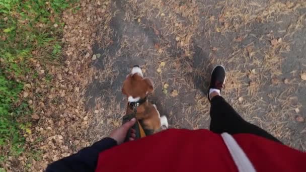 Menina Caminhando Com Cão Beagle Outono Park — Vídeo de Stock