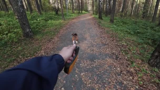 Menina Caminhando Com Cão Beagle Outono Park — Vídeo de Stock