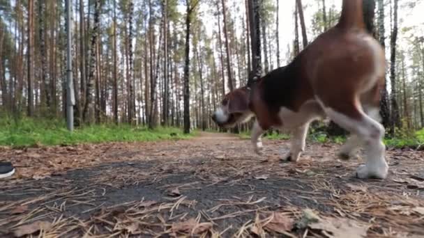 Fille Marche Avec Chien Beagle Dans Parc Automne — Video