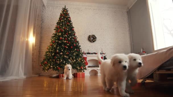 在圣诞树上玩耍的小狗 — 图库视频影像