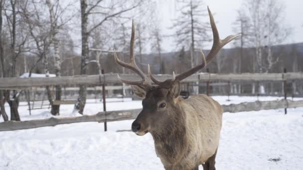 雪に覆われた公園を背景にした本物の大型鹿の海獣が — ストック動画