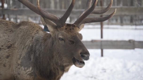 雪に覆われた公園を背景にした本物の大型鹿の海獣が — ストック動画