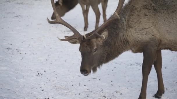 雪の公園の近くに本物の大型鹿の海獣がいます — ストック動画