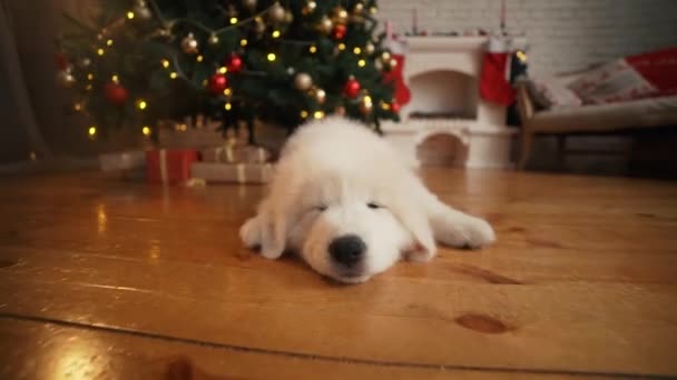 Cãozinho Branco Dormindo Sob Árvore Ano Novo — Vídeo de Stock