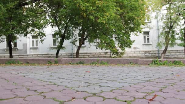 Mujer Con Perro Encantador Paseando Parque Otoño — Vídeo de stock