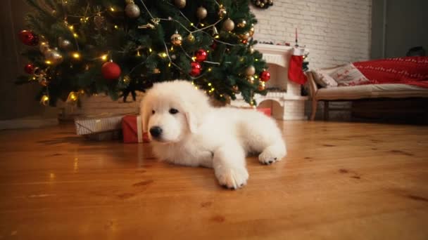 新年のツリーの下に眠っている白い子犬 — ストック動画