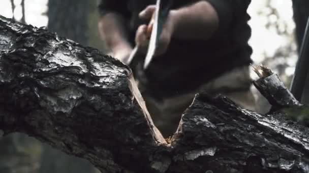 Лесоруб Ходит Топором Лесу Выбирает Деревья — стоковое видео