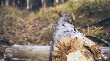 Oduncu ağacı baltayla kesiyor. Çipler uçuyor.