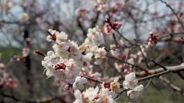Wiśnia Kwiaty Drzewa Natura Wiosna Czas Tło — Wideo stockowe