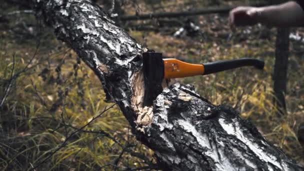 Couper Bois Avec Une Hache — Video