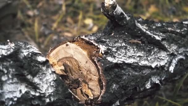 Cięcie Drewna Siekierą — Wideo stockowe