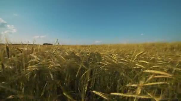 Pšenice Golden Připravena Sklizní — Stock video