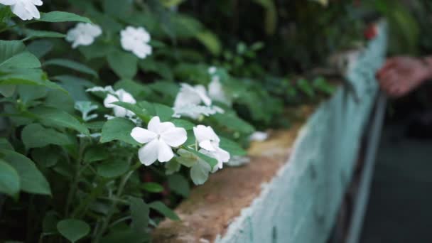 Tuinman Kas Verzorging Voor Planten — Stockvideo