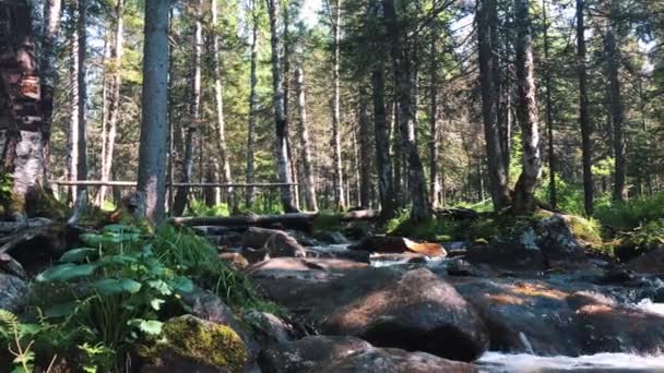 Ruisseau Mousseux Dans Les Montagnes — Video