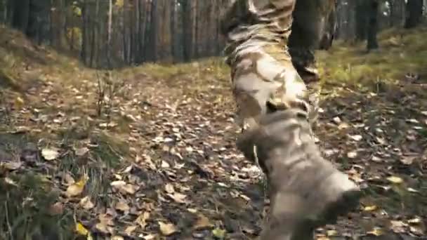 Retrato Joven Leñador Que Camina Por Bosque Busca Del Árbol — Vídeo de stock