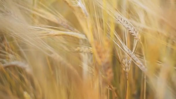 Womans Hand Running Wheat Field Girls Hand Touching Wheat Ears — Stock Video
