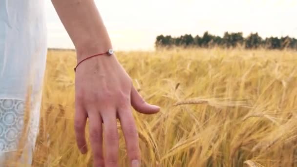Womans Hand Löper Genom Vetefält Flickor Hand Röra Vete Öron — Stockvideo