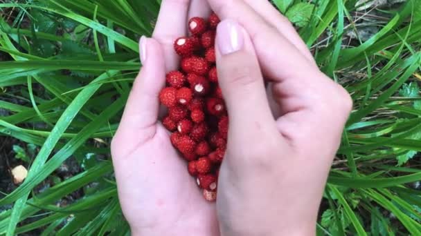 年轻的雌性手 有一把成熟的草莓 在秋天的森林里健康地收获有机的果实 — 图库视频影像