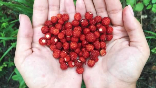 年轻的雌性手 有一把成熟的草莓 在秋天的森林里健康地收获有机的果实 — 图库视频影像