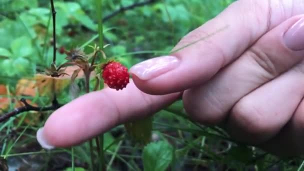 Νεαρά Θηλυκά Χέρια Μια Χούφτα Ώριμες Φράουλες Υγιή Βιολογική Συγκομιδή — Αρχείο Βίντεο