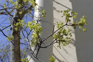 Hafif arka planda taze yaprakları olan bir ağacın dalı..