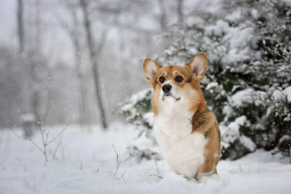 Bonito Corgi Coloca Fora Neve — Fotografia de Stock