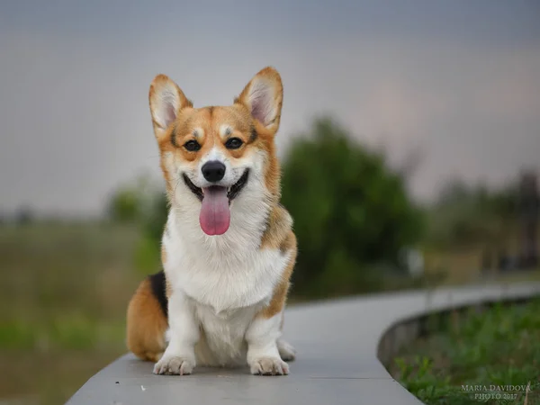 cute corgi lays outside