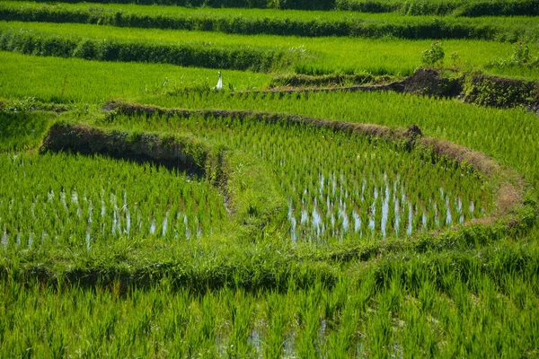 Молодые Зеленые Рисовые Террасы Ломбок — стоковое фото