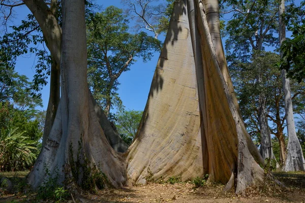 Poderosas Tribos Ficus Albipila Lombok — Fotografia de Stock