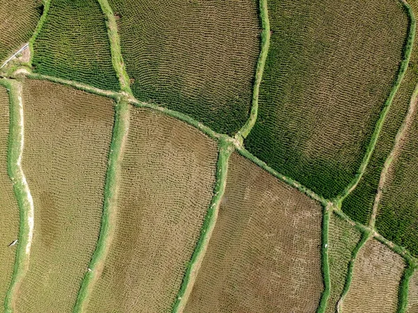 Structuur Rijstvelden Terrassen Lombok — Stockfoto