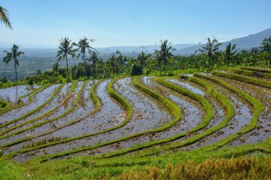 Pirinç tarlası manzarası, Bali