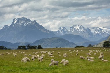 Çayırda koyun, Glenorchy, Yeni Zelanda