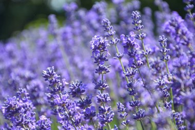 Çiçek açan mor lavantanın ayrıntıları