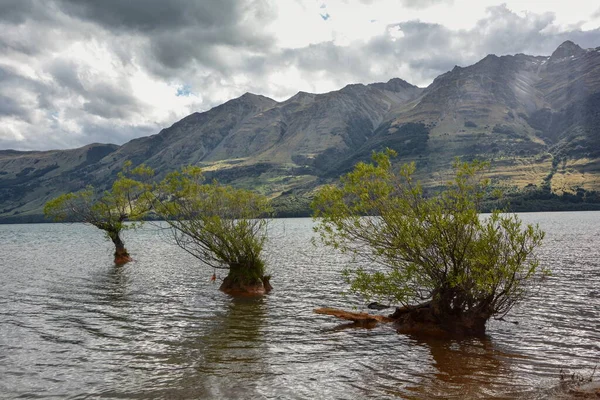 Árvores Crescendo Água Lago Wakatipu Glenorchy Nova Zelândia — Fotografia de Stock