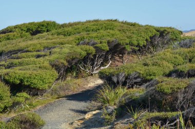 Sahilde büyüyen çalılar, Yeni Zelanda